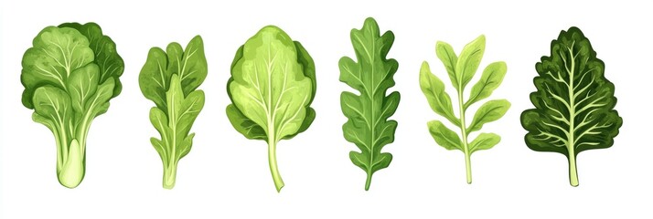 Fresh Lush Lettuce Leaves Collection on White Background for Healthy Vegetarian Salad