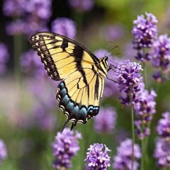 Obraz premium A close-up photo of a swallowtail butterfly feeding on a blooming lavender flower, deep focus on the fine details of its antennae and wing veins, eye-level shot showing the butterfly's delicate