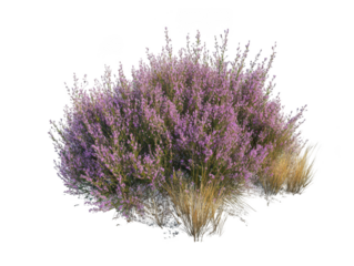Lavender bush in full bloom showcasing vibrant purple flowers.