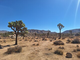 Joshua Tree Nationalpark in Kalifornien
