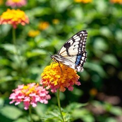 Fototapeta premium butterfly on a flower