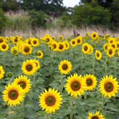 Obraz premium Birds flying low over a field of sunflowers