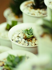 Here are macro photos of trees and flowers that show off their clear details. See the details of the leaves and flowers up close. and composing images, lighting, shadows