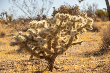 Joshua Tree Nationalpark in Kalifornien