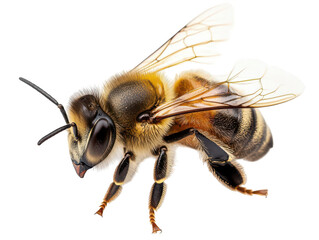 Close-up of a honey bee with detailed wings and textured body.
