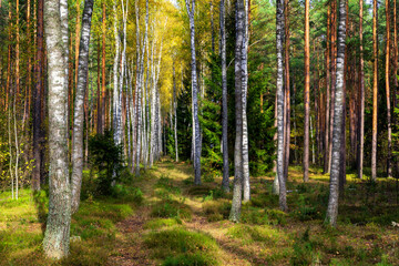 Fototapeta premium Piękna kolorowa jesień w Puszczy Knyszyńskiej, Podlasie, Polska
