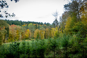 Obraz premium Wiederaufforstung nach Abholzung im herbstlichen Mischwald