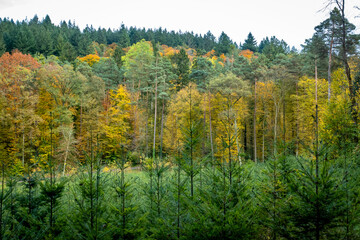 Fototapeta premium Wiederaufforstung nach Abholzung im herbstlichen Mischwald