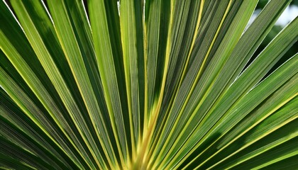 Fototapeta premium Symmetrical Close-Up of Radiating Green Palm Fronds with Intricate Veins Highlighting Natural Patterns. Perfect for Botanical Concepts, Tropical Themes, and Nature Design Inspiration