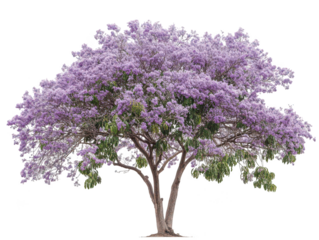 Majestic jacaranda tree in full bloom with vibrant purple flowers and lush green leaves.