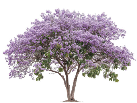 Majestic jacaranda tree in full bloom with vibrant purple flowers and lush green leaves.
