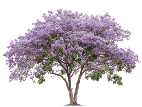 Majestic jacaranda tree in full bloom with vibrant purple flowers and lush green leaves.