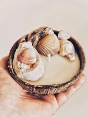 seashells in a bowl