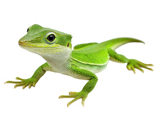 Fototapeta premium Vibrant green lizard with intricate scales and striking eyes against a white background.