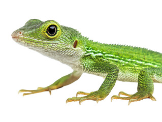 Fototapeta premium Close-up of a vibrant green lizard with striking yellow eyes on a white background.