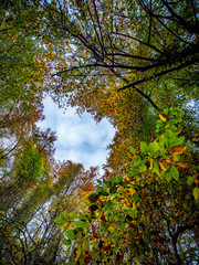 Herbst im Mischwald