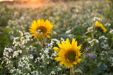 Obraz premium Sunflower on the field in a village, yellow sunflowers on the meadow at sunset.