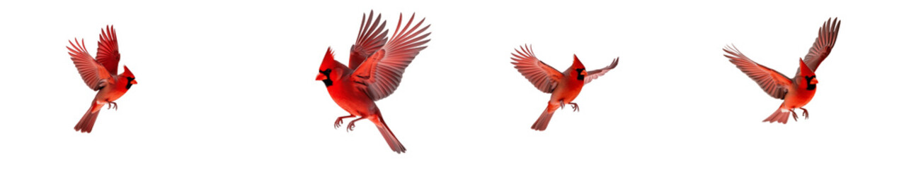 Northern Cardinal Flying Collection Set PNG isolated on transparent and white background
