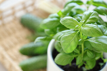 Fresh basil plant in pot, closeup