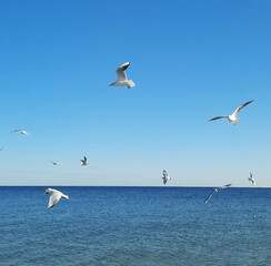 seagulls soar in the air above the sea