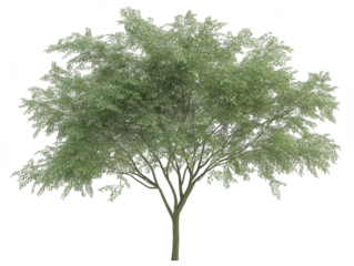 Lush green tree with dense foliage against a clear background.