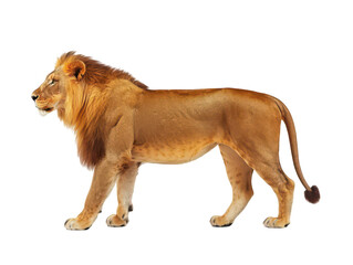 Obraz premium Majestic male lion with a full mane walking gracefully.