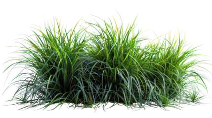 A bunch of green grass is growing in a field