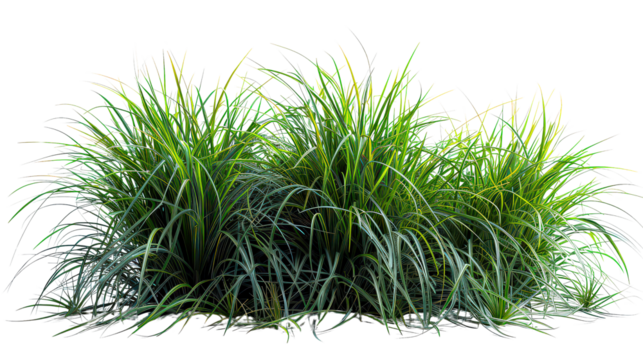 A bunch of green grass is growing in a field