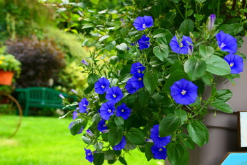 Convolvulus sabatius, Blaue Mauritius Blume