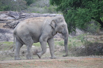 Obraz premium elephant in the wild