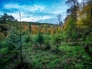 Wiederaufforstung nach Abholzung im herbstlichen Mischwald