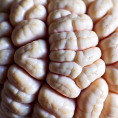 Extreme Close Up (ECU) of the brain's cortex, showcasing the folds and grooves with shallow focus on a specific ridge, while the rest softly fades into blur.