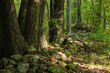 Fototapeta premium Remnants of an old stone field fence from agricultural days gone by, found at Pike Lake Unit, Kettle Moraine State Forest, Wisconsin