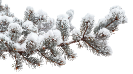 A branch covered in snow