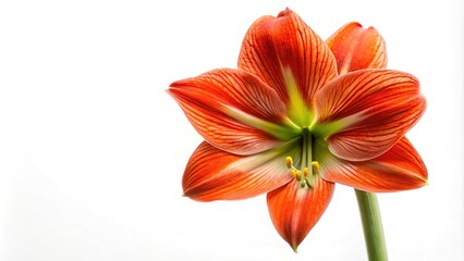 Red and orange Amaryllis flower isolated on white background