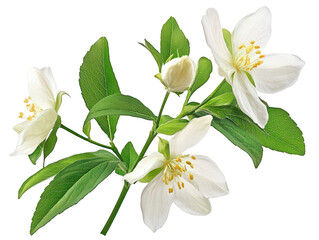 Obraz premium Delicate white jasmine flowers with lush green leaves in full bloom.