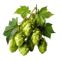 Fresh Green Hop Cones with Leaves on Isolated Background.