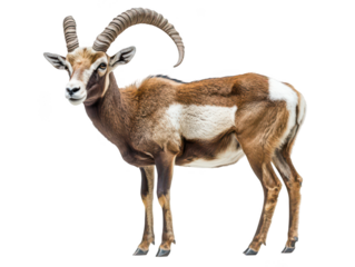 A majestic mouflon with striking curved horns and a vibrant brown coat poses gracefully on a white background.
