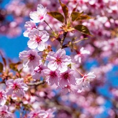 a close-up view of a cluster of blooming cherry blossoms in spring. Capture the intricate details of the petals, stamens, and the subtle variations in color and texture
