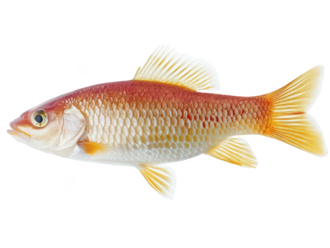 Detailed image of a vibrant fish with golden and red scales against a white background.