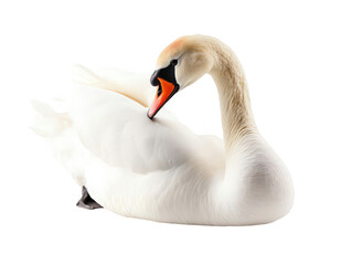 Fototapeta premium Elegant white swan gracefully posing with a serene expression.