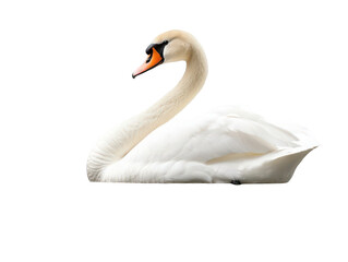 Fototapeta premium Elegant white swan gracefully floats on a serene water surface, showcasing its striking beauty and poise.