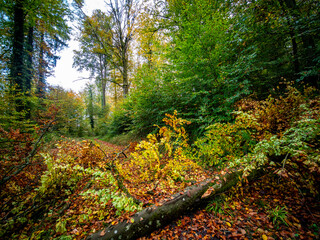 Waldweg im Herbst