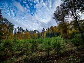 Wiederaufforstung nach Abholzung im herbstlichen Mischwald
