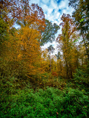 Herbstlich gefärbte Laubbäume im Mischwald