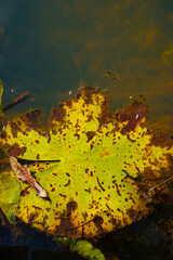 Autumn water surface of yellow green color. Water lily leaf. Mood board. Copy space.