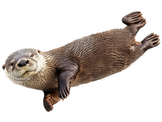 Playful river otter floating with curiosity in its eyes, showcasing its smooth fur coat.