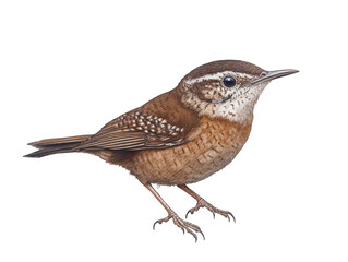 Fototapeta premium Detailed illustration of a small brown bird with intricate feather patterns.