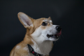 Side profile of a Pembroke Welsh Corgi dog sticking out its tongue on a dark background. Wearing a black collar.