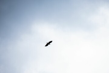 Eagle soaring in a cloudy sky